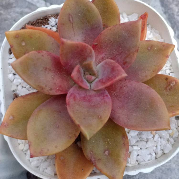Plant image Graptopetalum Copper Rose