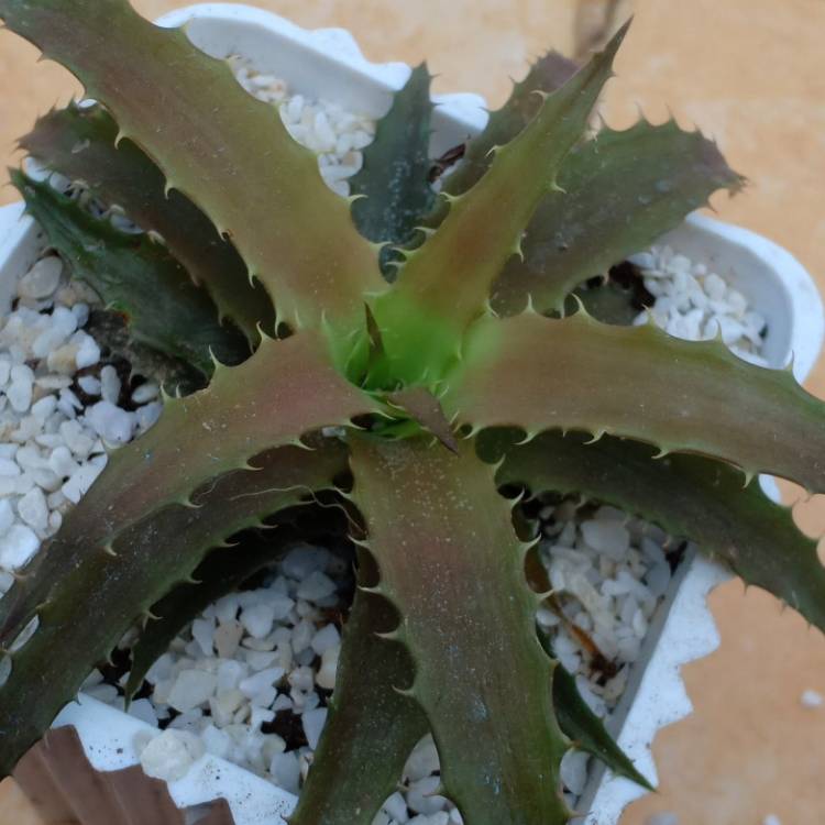 plant image 1469349