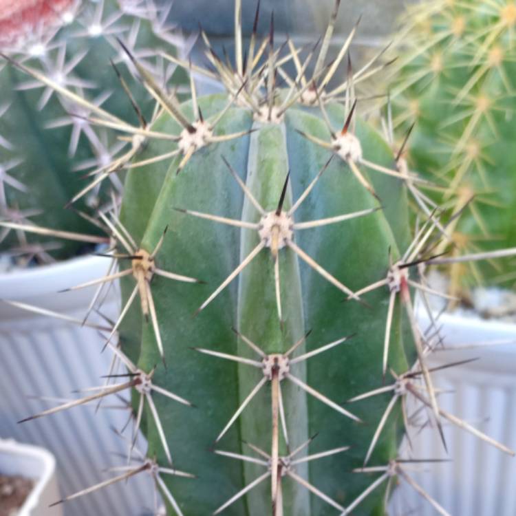 Plant image Stetsonia Coryne