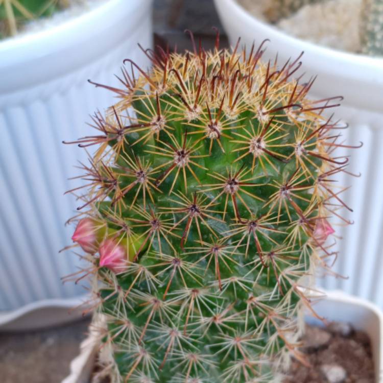 Plant image Mammillaria spinosissima subsp. pilcayensis