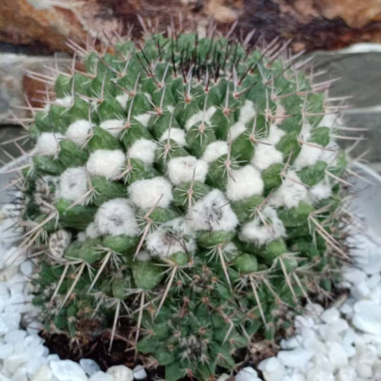 Plant image Mammillaria Magnimamma