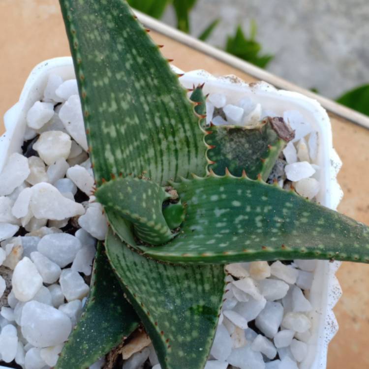 Plant image Aloe Buhrii