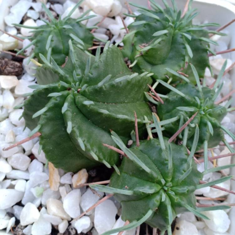 Plant image Euphorbia aggregata