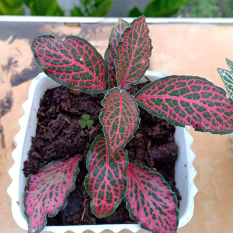 Plant image Fittonia