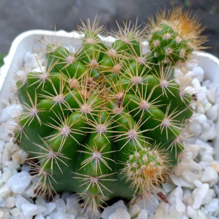 Plant image Echinopsis calochlora