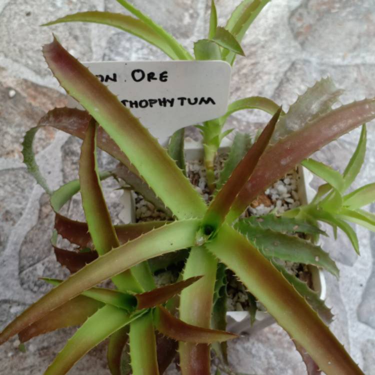 plant image 1521314