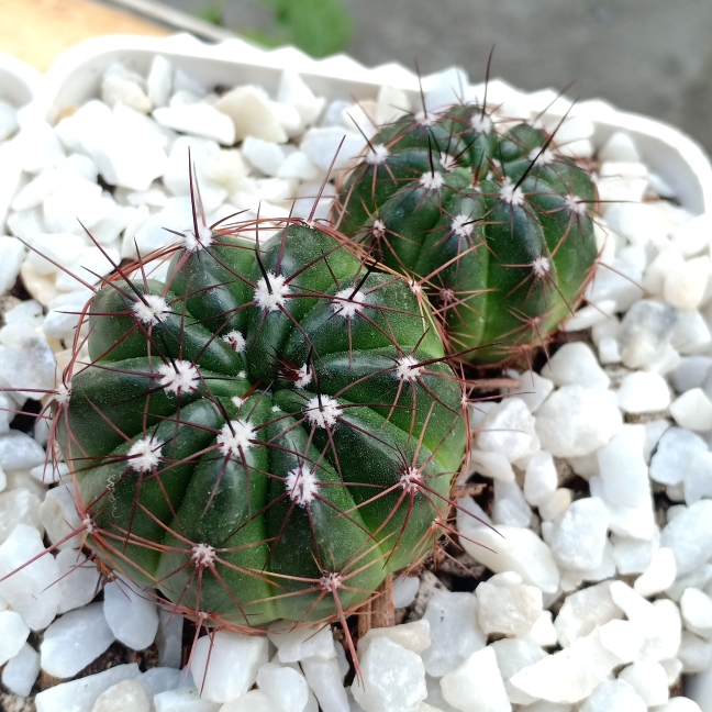 Plant image Notocactus tephracanthus syn. Parodia sellowii