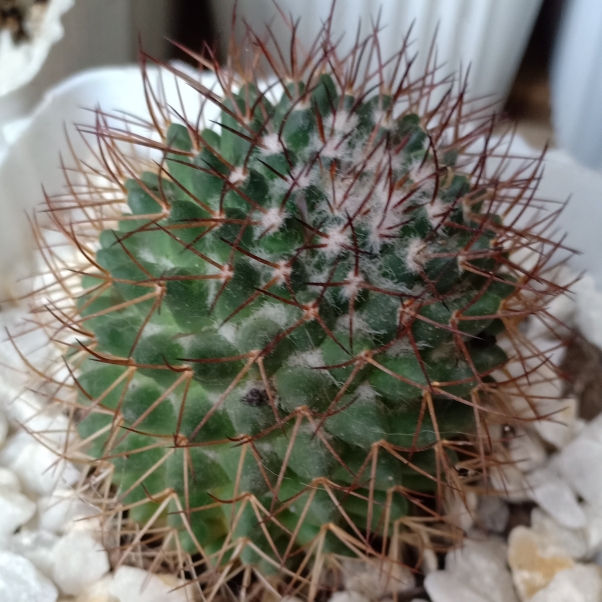 Plant image Mammillaria rekoi