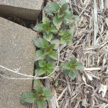 Mentha