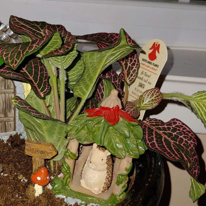 Plant image Fittonia Argyroneura 'Red Vein'