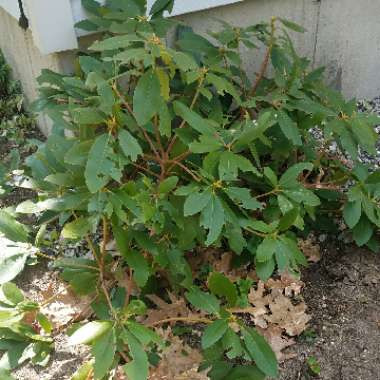 Rhododendron