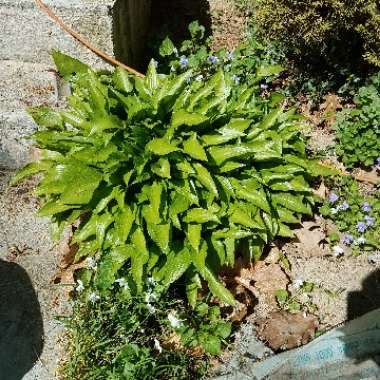 Plantain Lily