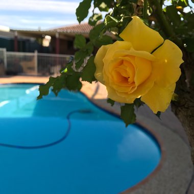Ashleigh's garden