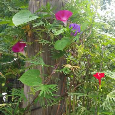 Ashley's garden