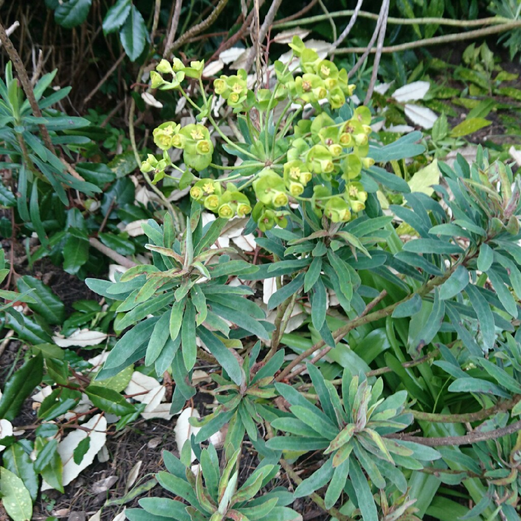 plant image 32589
