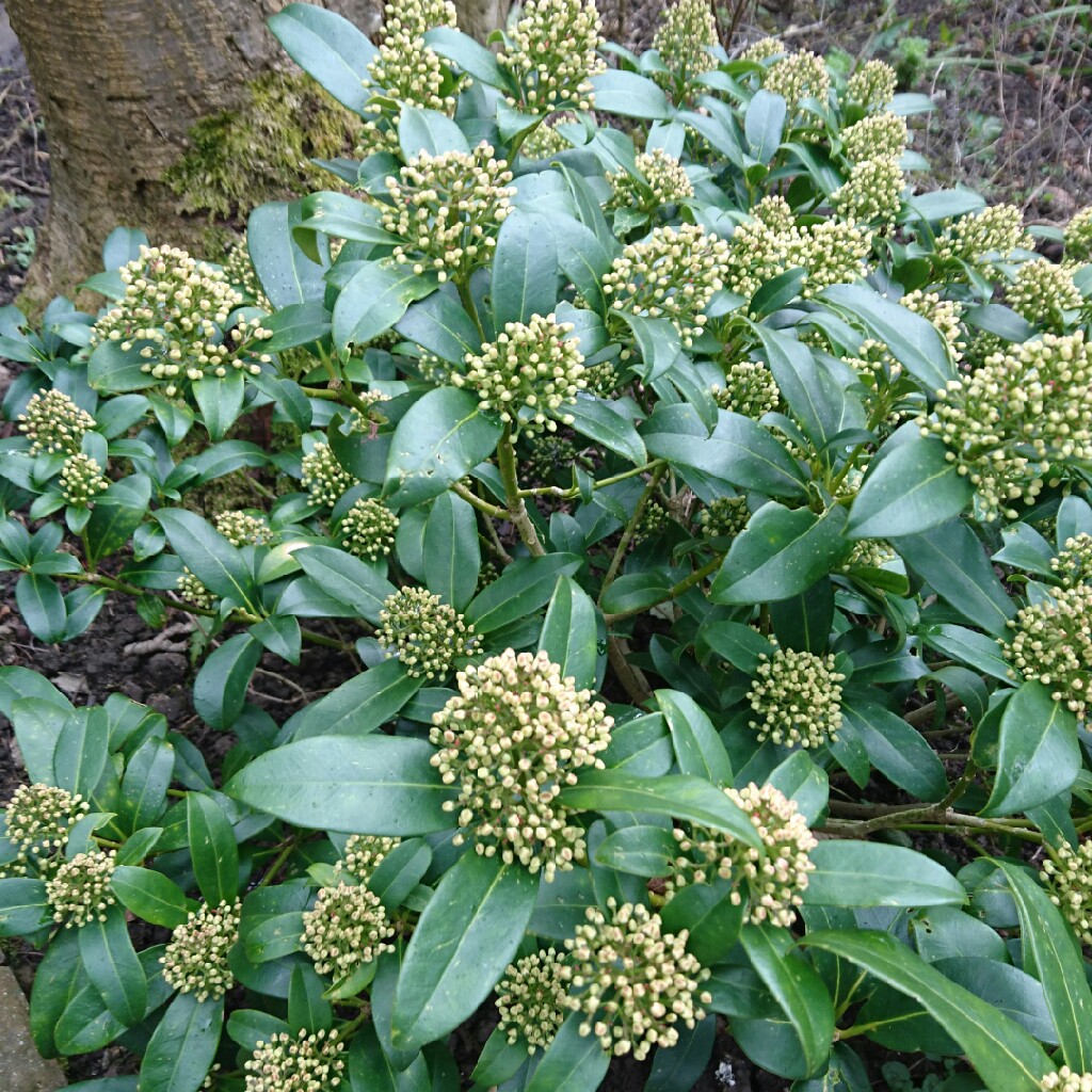 Plant image Euphorbia x martini