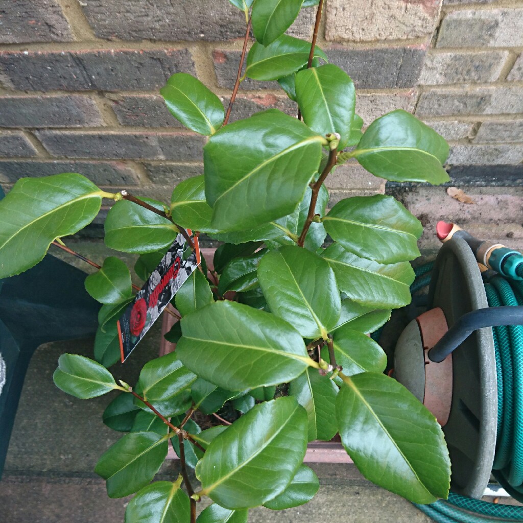 Plant image Camellia japonica 'Lady Campbell'