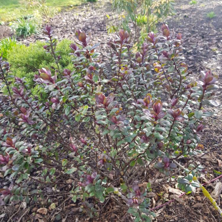 Plant image Hebe 'Caledonia'