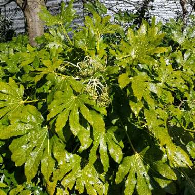 Japanese Aralia