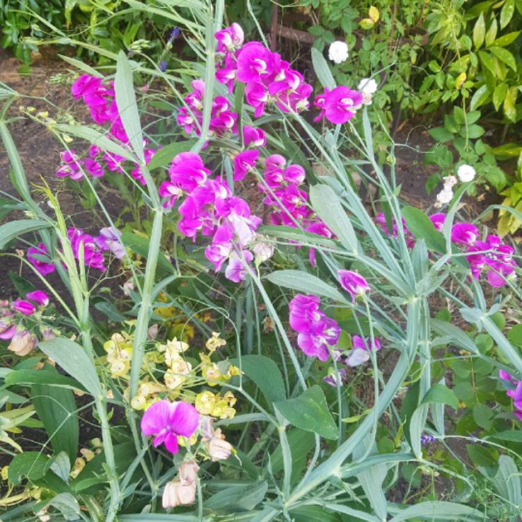 plant image 756727