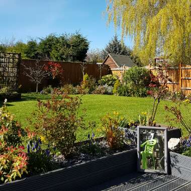 Happy's garden