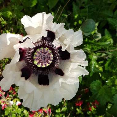 Oriental Poppy 'Royal Wedding'
