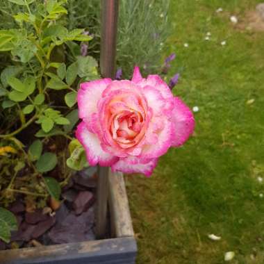 Happy's garden