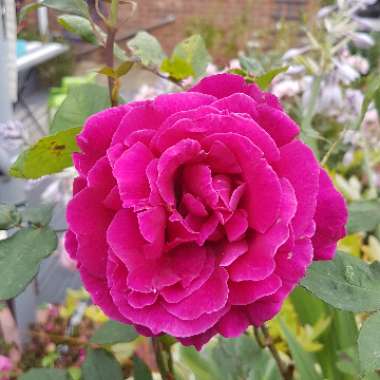 Happy's garden