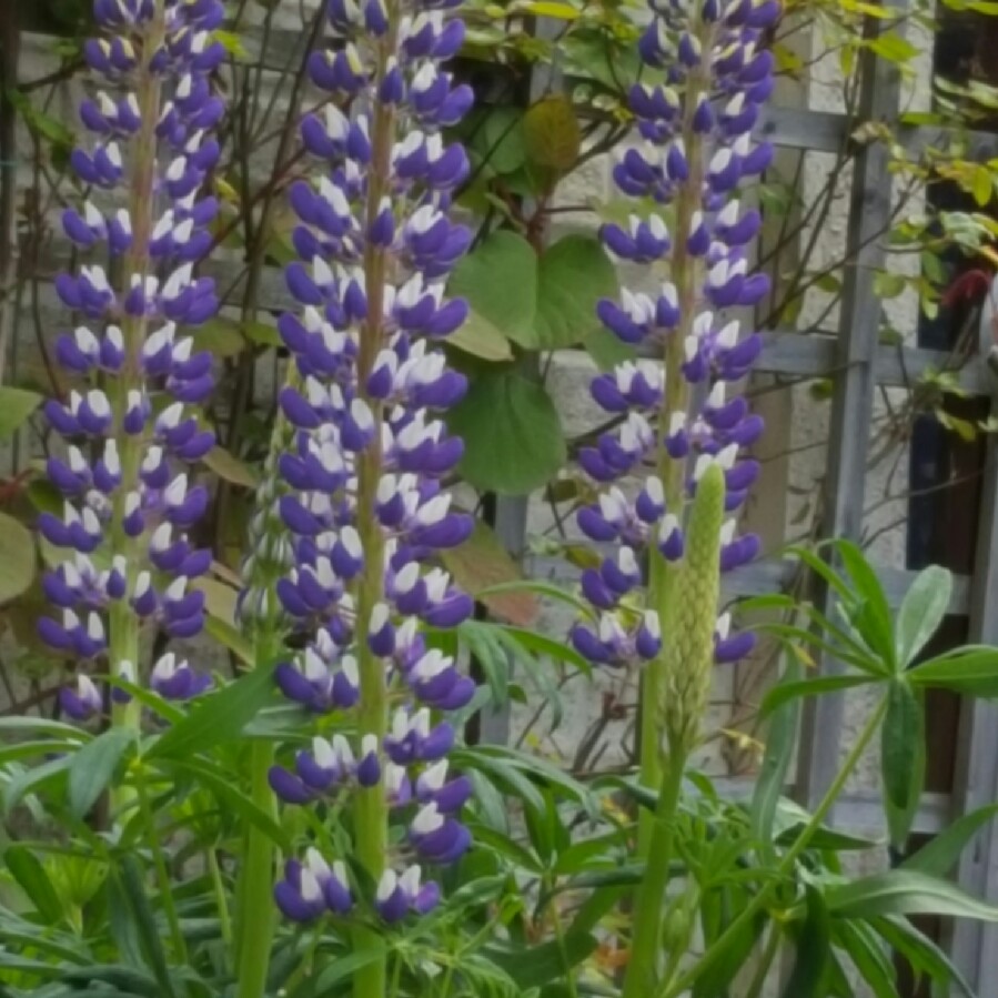 Plant image Lupinus 'Sunrise'