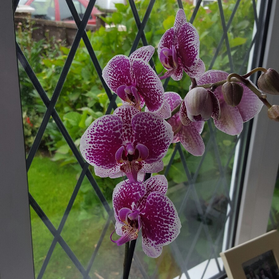 Plant image Phalaenopsis 'Fusheng's Mystical Dream'
