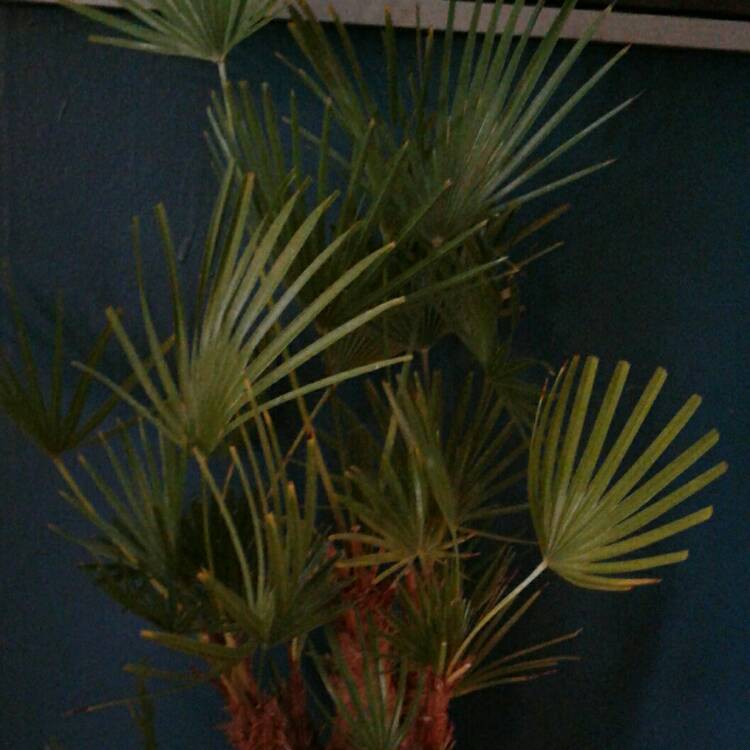 plant image 309254