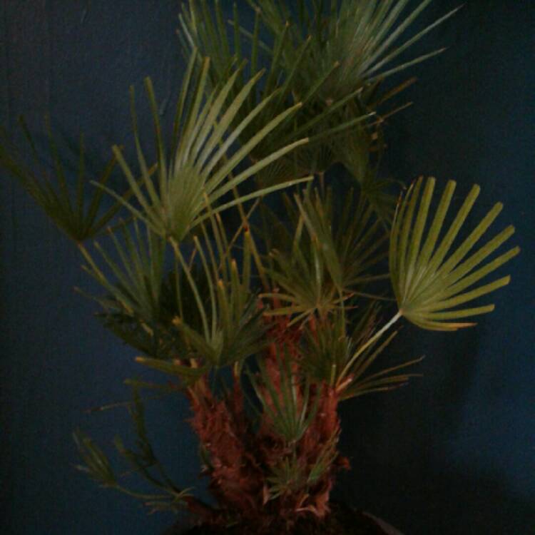 Plant image Chamaerops humilis