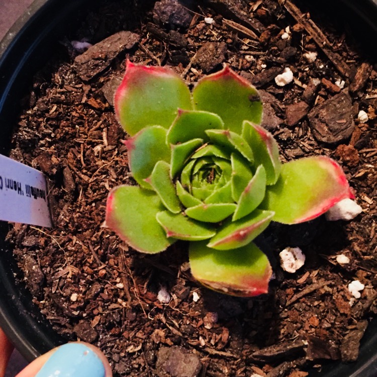 plant image 738579