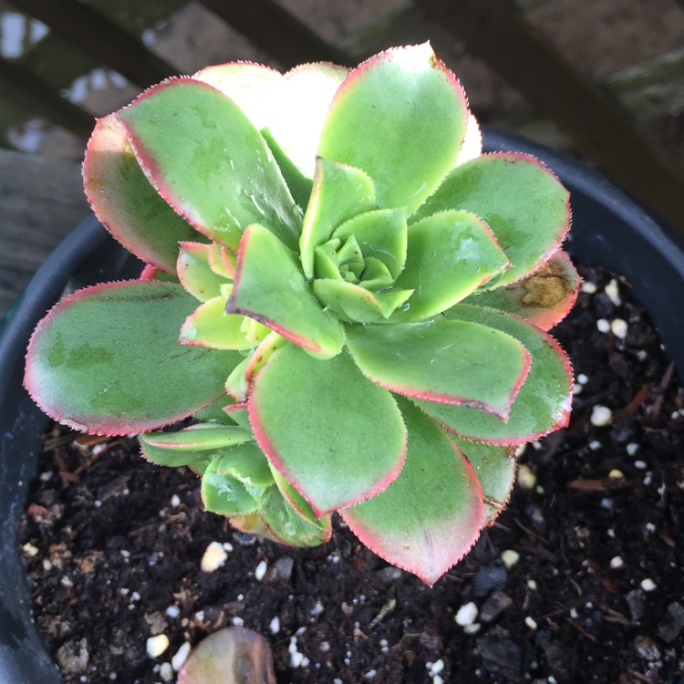 plant image 738600