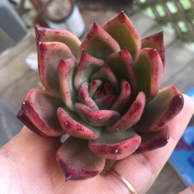 Echeveria 'Agavoides Romeo'