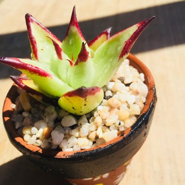 Echeveria 'Agavoides Ebony'