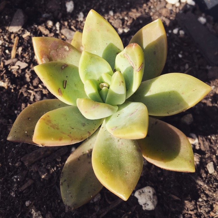 Ashley's garden