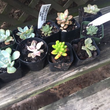 Ashley's garden