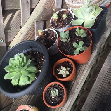Ashley's garden