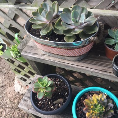 Ashley's garden