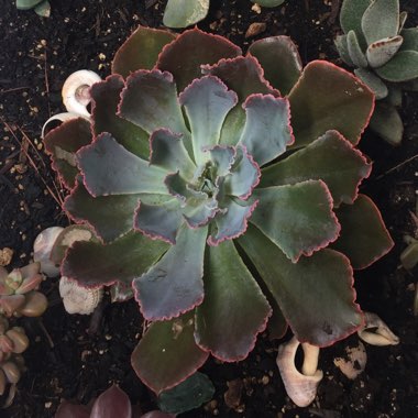 Ashley's garden