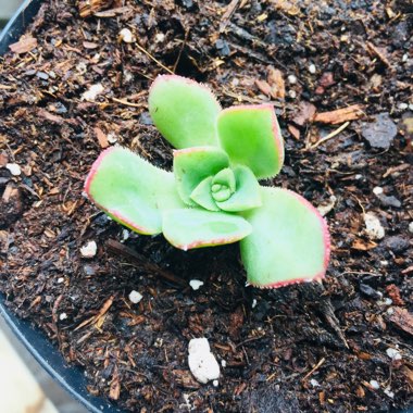 Aeonium 'Kiwi'