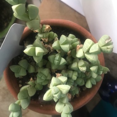 Ice Plant