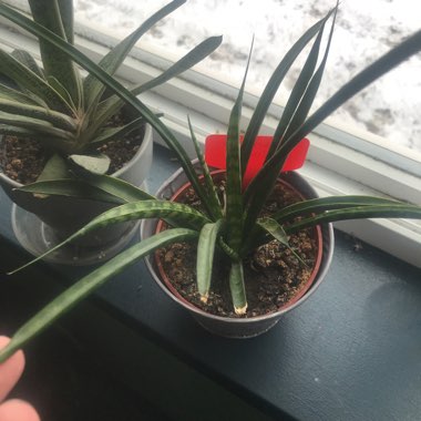 Snake Plant 'Mikado'