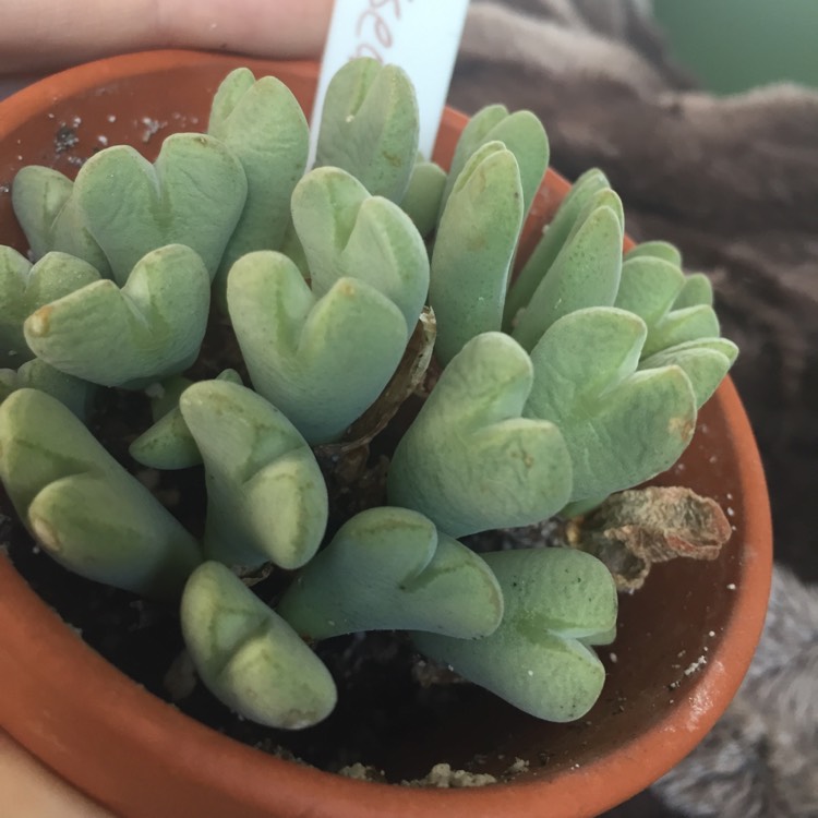 plant image 615369