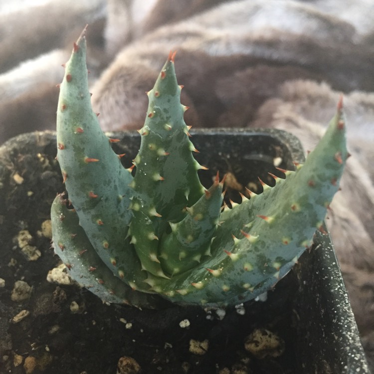 Plant image Aloe marlothii