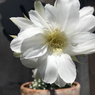 Easter Lily Cactus 'Dominos'