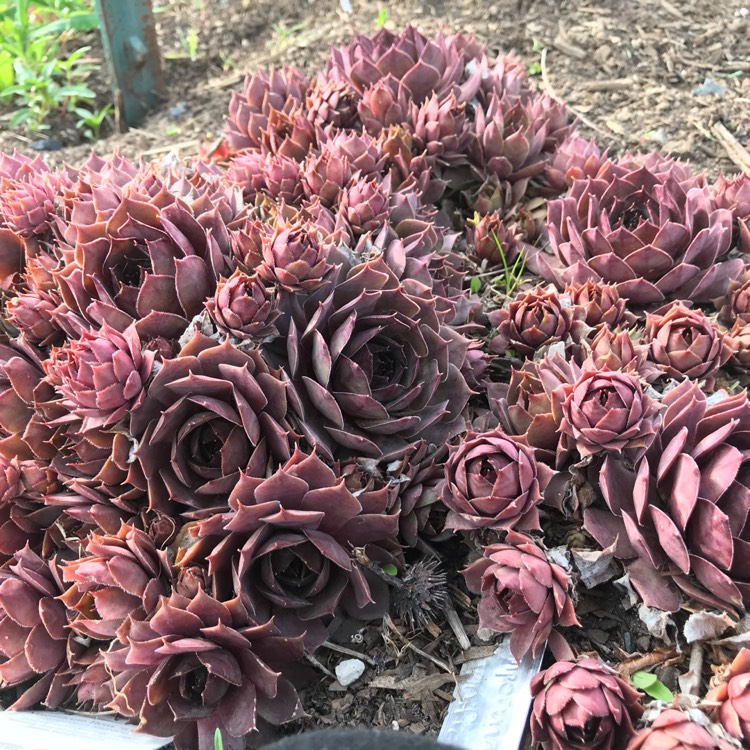 Plant image Sempervivum Magnificum