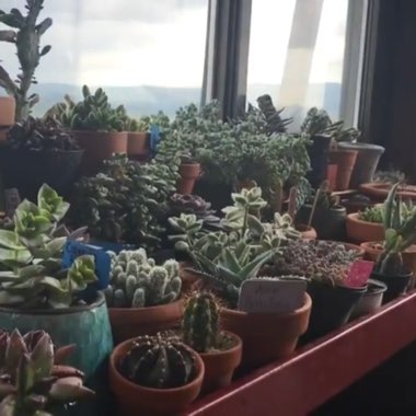 Ashley's garden