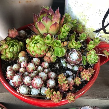 Ashley's garden